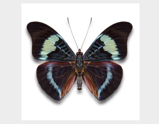 Autocolantes para vidros animais Lepidoptera