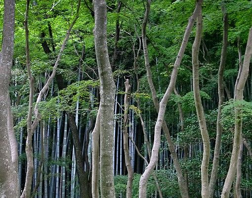 películas adesivas Japanese Forest