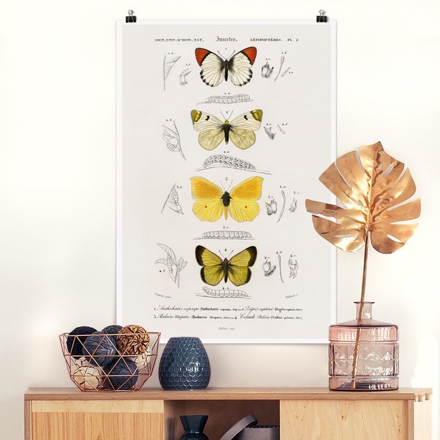 decoraçao cozinha Vintage Board Butterflies II