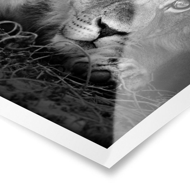 quadros preto e branco para decoração Lurking Lionbaby
