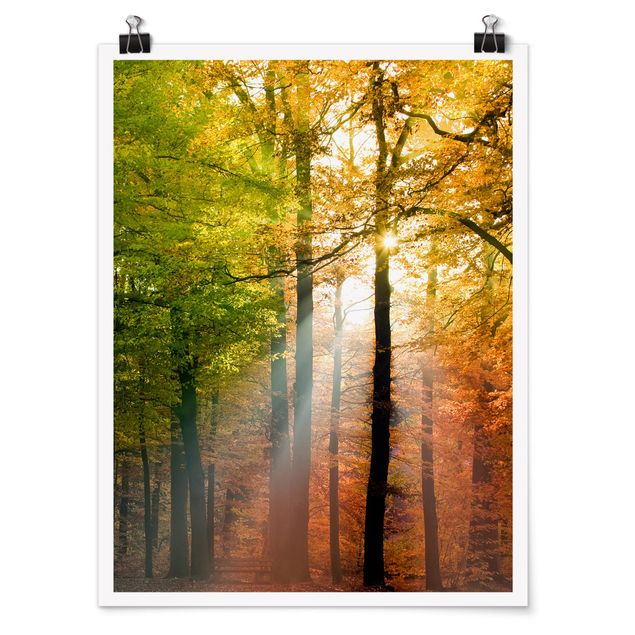 Posters paisagens Morning Light