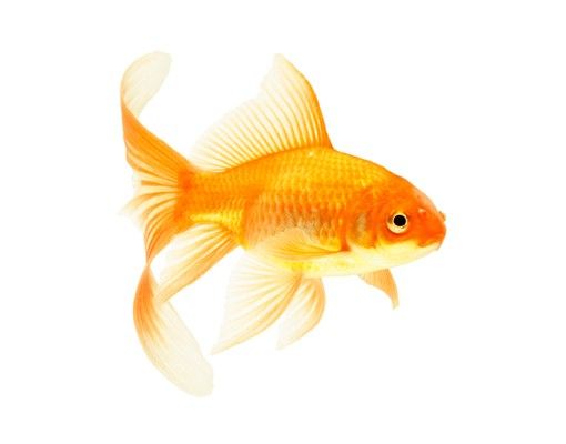 Autocolantes para vidros animais Ms Goldfish