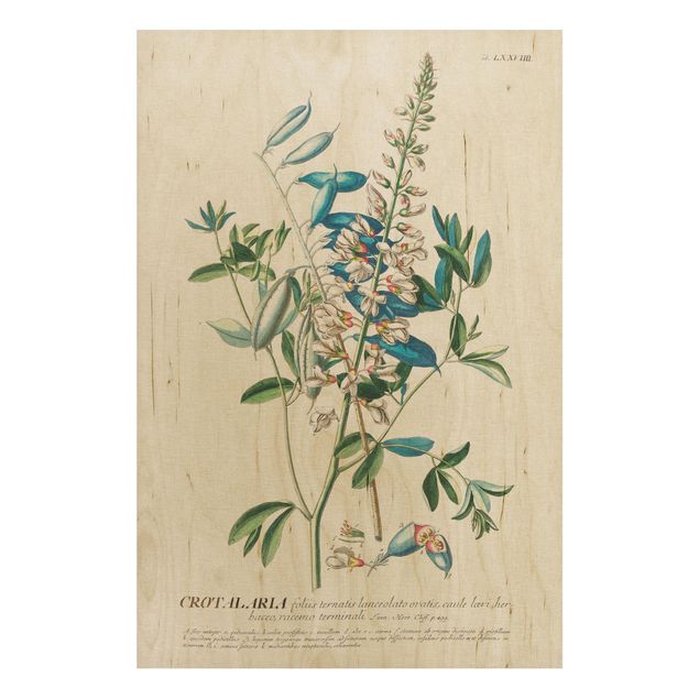 Quadros em madeira flores Vintage Botanical Illustration Legumes