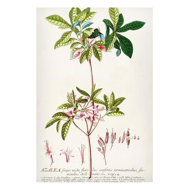 Quadros magnéticos flores Vintage Botanical Illustration Azalea