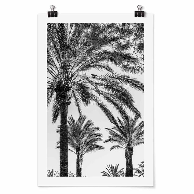 Posters quadros famosos Palm Trees At Sunset Black And White