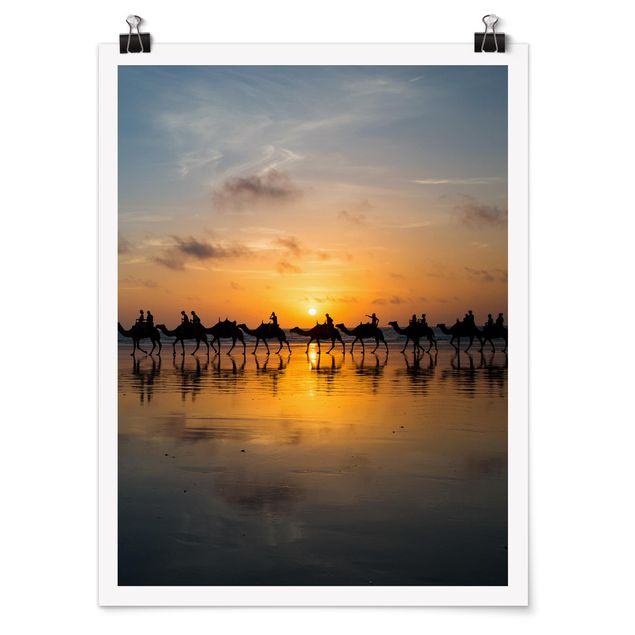 Posters paisagens Camels in the sunset
