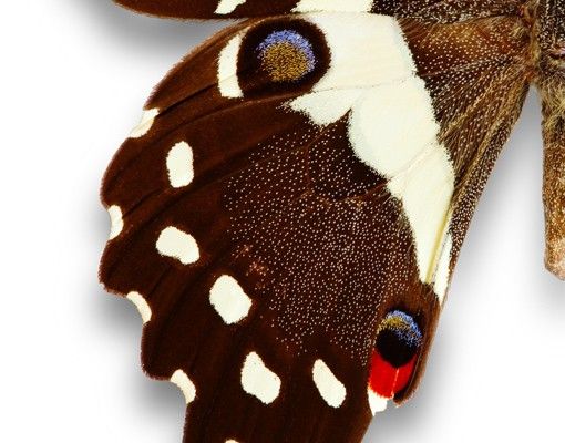 Autocolantes para vidros animais Nymphalidae In Earth Tones