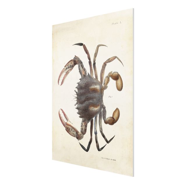 Quadros vintage Vintage Illustration Crab