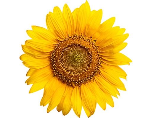 Autocolantes para vidros flores Sunflowerblossom
