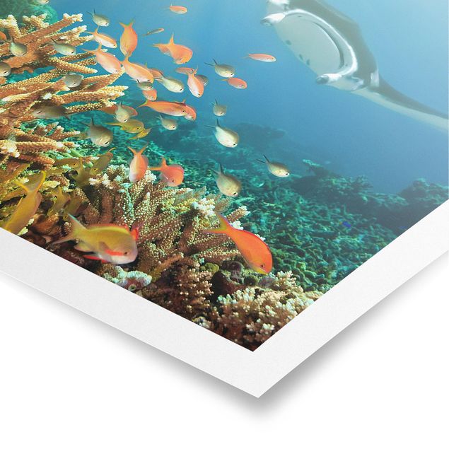 Posters paisagens Coral reef