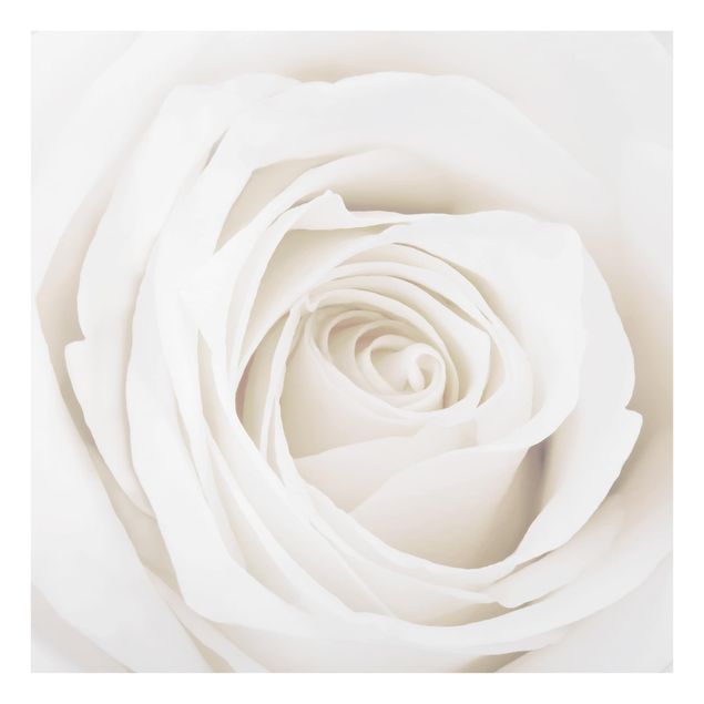 Painel anti-salpicos de cozinha Pretty White Rose