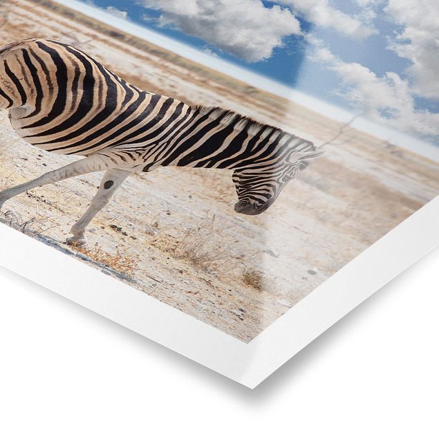 Posters paisagens Zebra In The Savannah