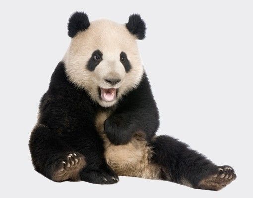 Autocolantes para vidros animais Laughing Panda
