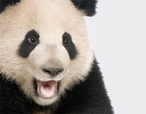Películas autocolantes Laughing Panda