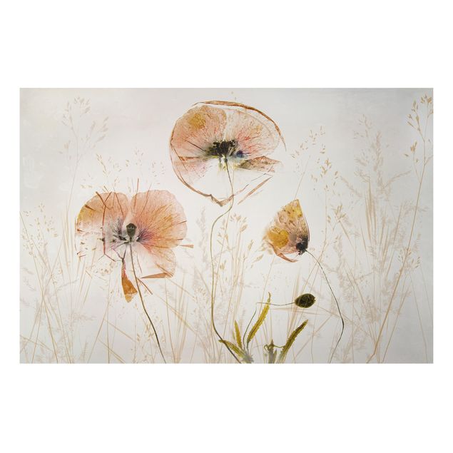 decoraçao para parede de cozinha Dried Poppy Flowers With Delicate Grasses