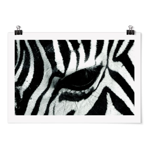 Posters animais Zebra Crossing
