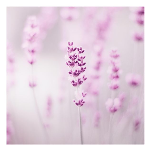 Quadros florais Pale Purple Lavender