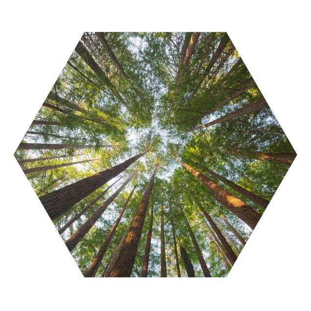 quadro da natureza Sequoia Tree Tops