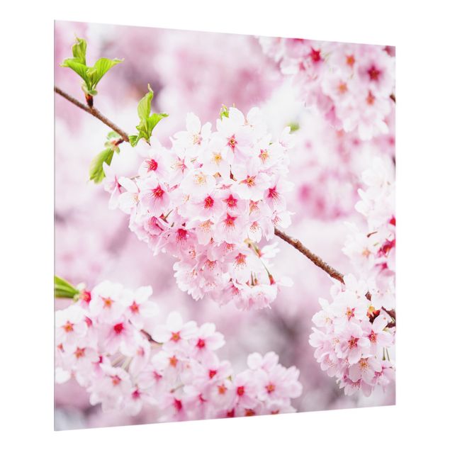 painéis antisalpicos Japanese Cherry Blossoms