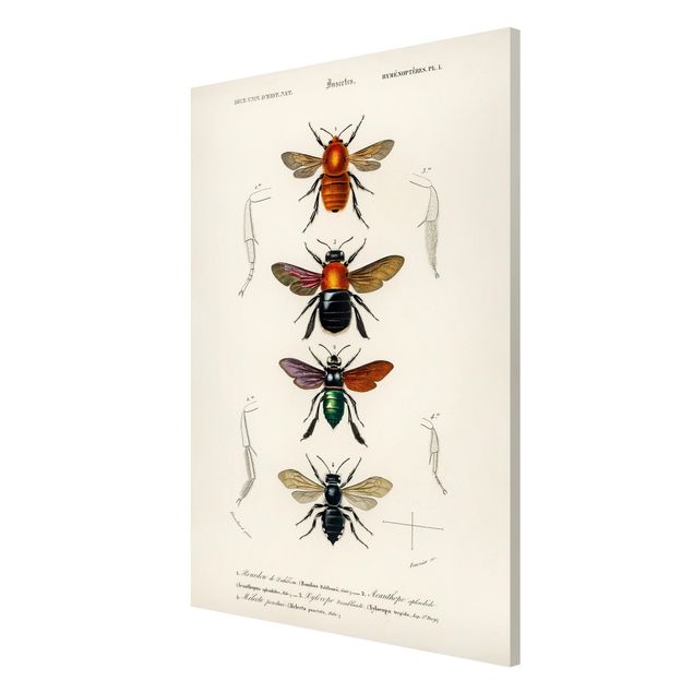 Quadros retro Vintage Board Insects