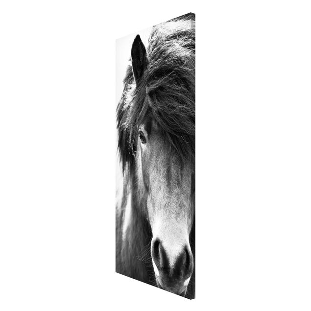 Quadros magnéticos animais Icelandic Horse In Black And White