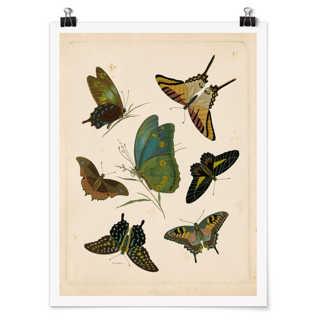 Posters animais Vintage Illustration Exotic Butterflies