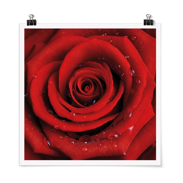Quadros florais Red Rose With Water Drops