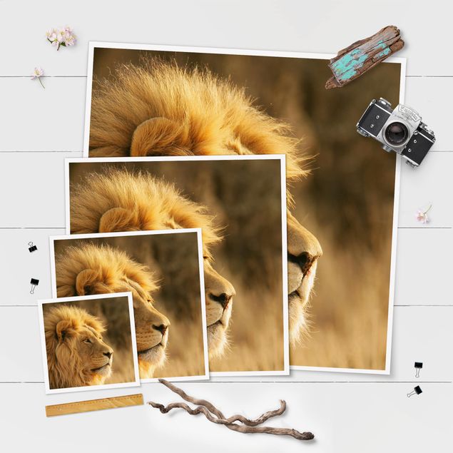 Quadros decorativos King Lion