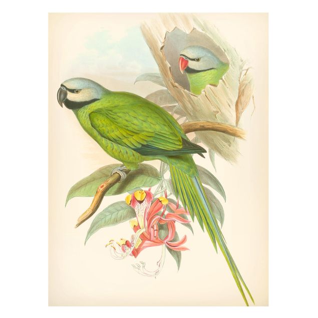 Quadros magnéticos flores Vintage Illustration Tropical Birds II
