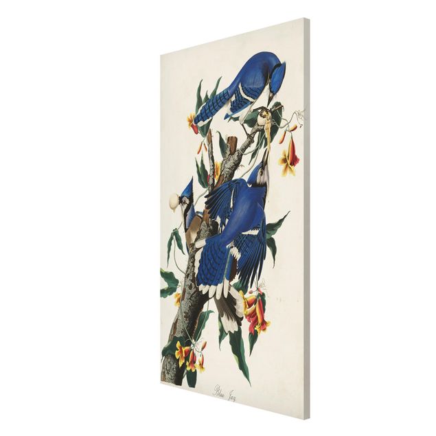 Quadros florais Vintage Board Blue Jays