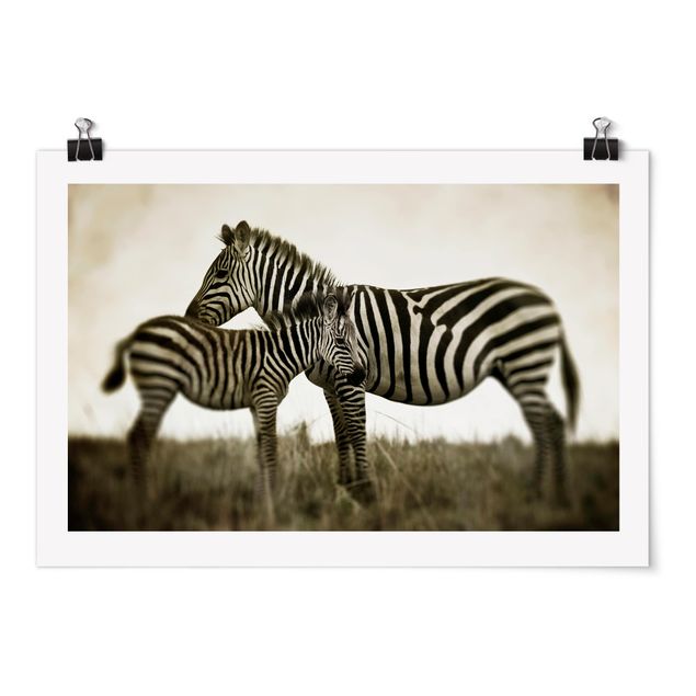 Posters animais Zebra Couple