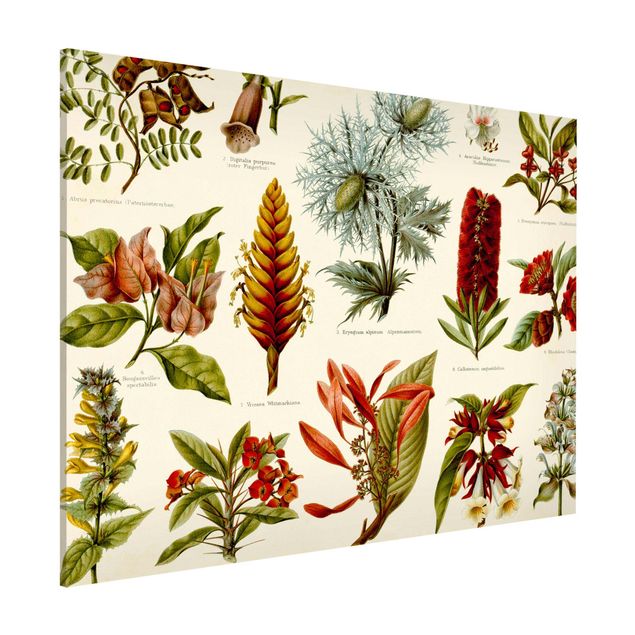decoraçoes cozinha Vintage Board Tropical Botany I