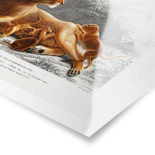 Posters paisagens Vintage Board Lioness And Lion Cubs