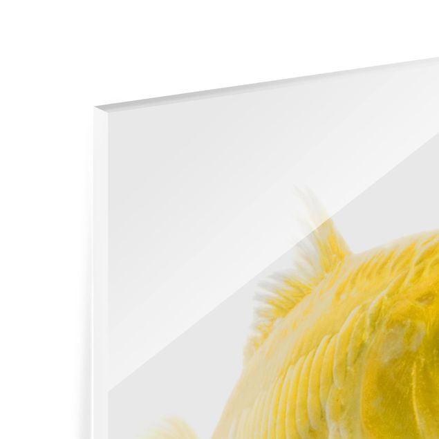 Painel anti-salpicos de cozinha Goldfish Yellow