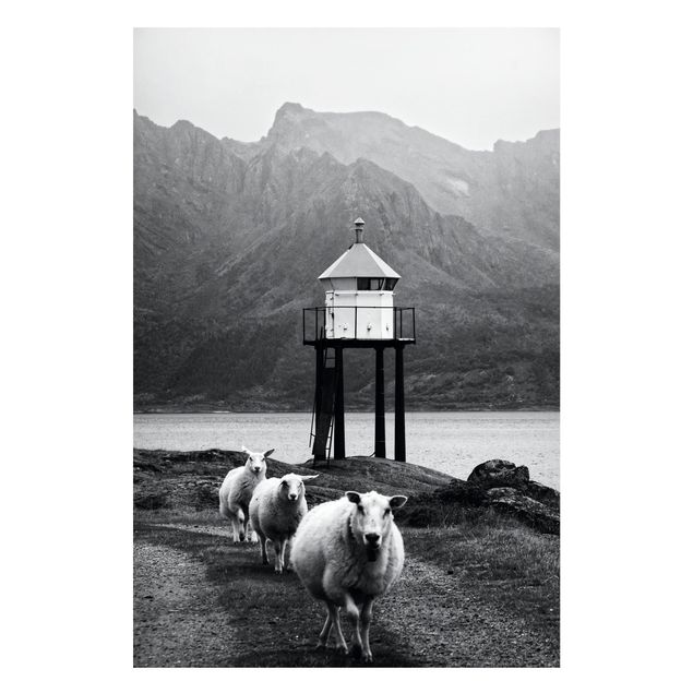 Quadros magnéticos animais Three Sheep On the Lofoten