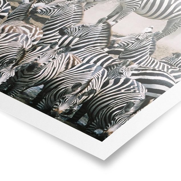 Quadros África Zebra Herd