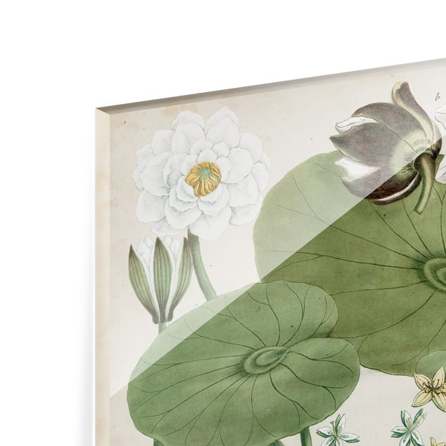 Painel anti-salpicos de cozinha Vintage Illustration White Water-Lily