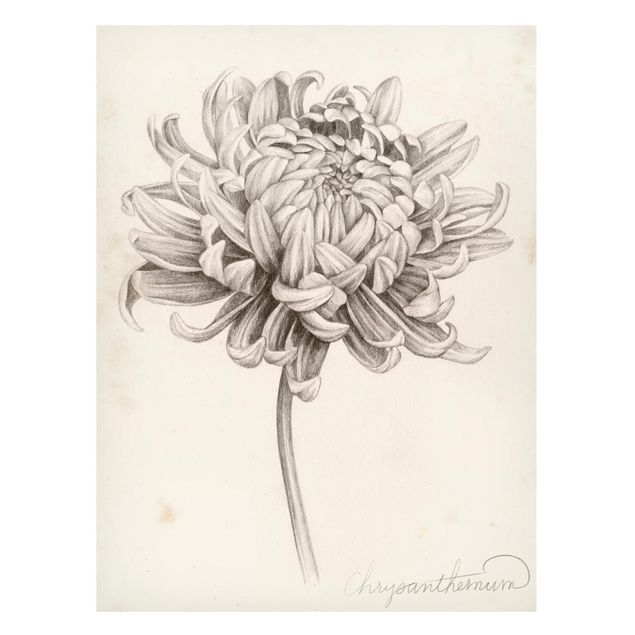 Quadros magnéticos flores Botanical Study Chrysanthemum I
