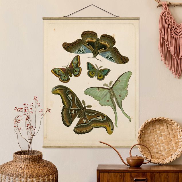 decoraçoes cozinha Vintage Illustration Exotic Butterflies II