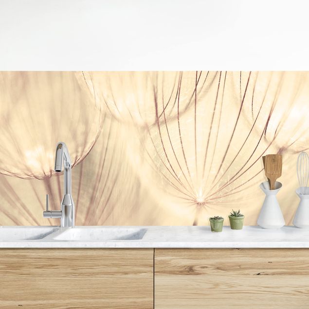 decoraçao para parede de cozinha Dandelions Close-Up In Cozy Sepia Tones