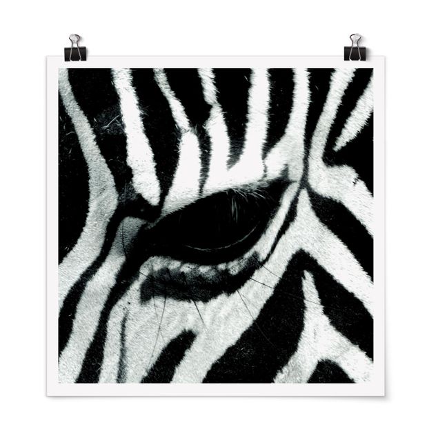 Posters em preto e branco Zebra Crossing