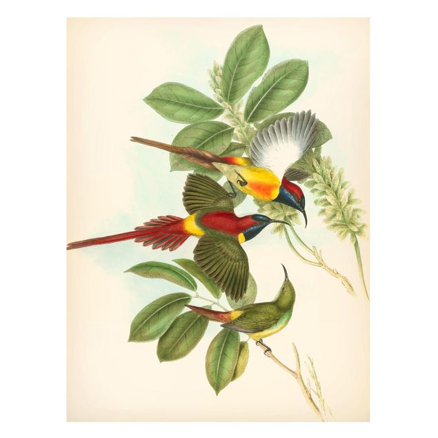 Quadros magnéticos flores Vintage Illustration Tropical Birds III