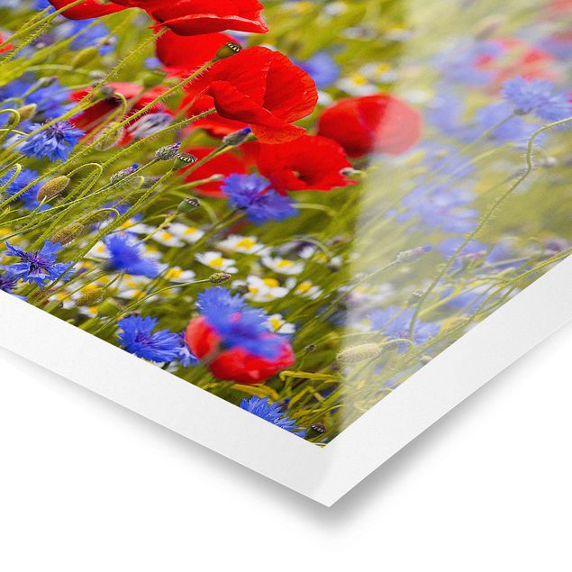 Quadros vermelhos Summer Meadow With Poppies And Cornflowers