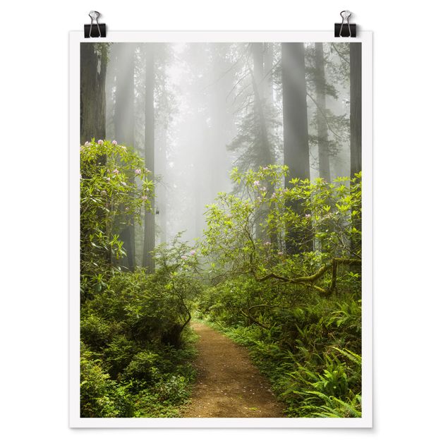 Quadros natureza Misty Forest Path
