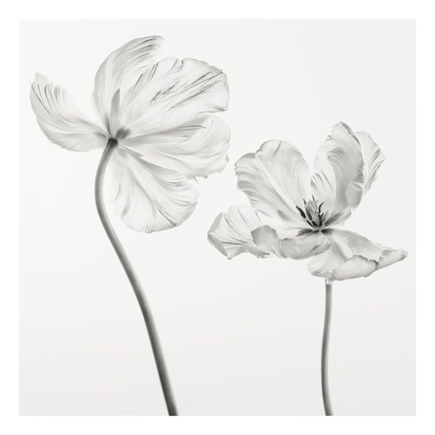 Painel anti-salpicos de cozinha Two Delicate White Tulips