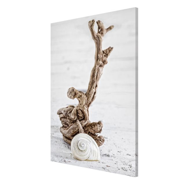 quadro de praia White Snail Shell And Root Wood