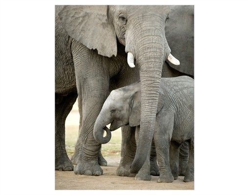 Autocolantes para vidros animais Elephant Love