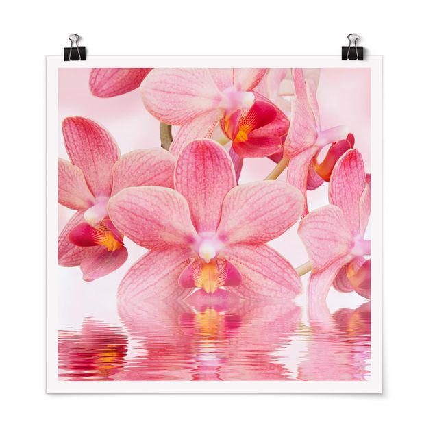 Posters flores Light Pink Orchid On Water