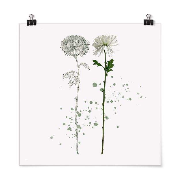 Posters flores Botanical Watercolour - Dandelion