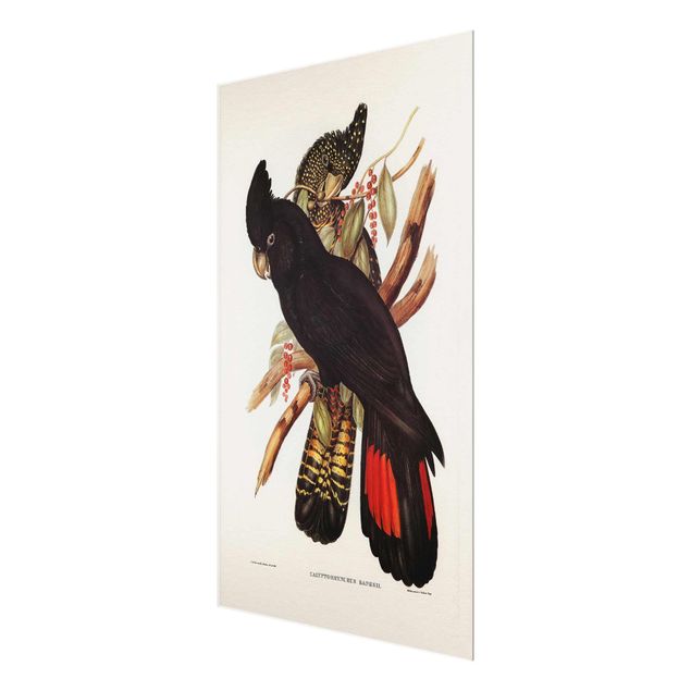 decoração quadros Vintage Illustration Black Cockatoo Black Gold